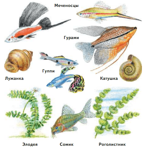 Задание рисунок 1