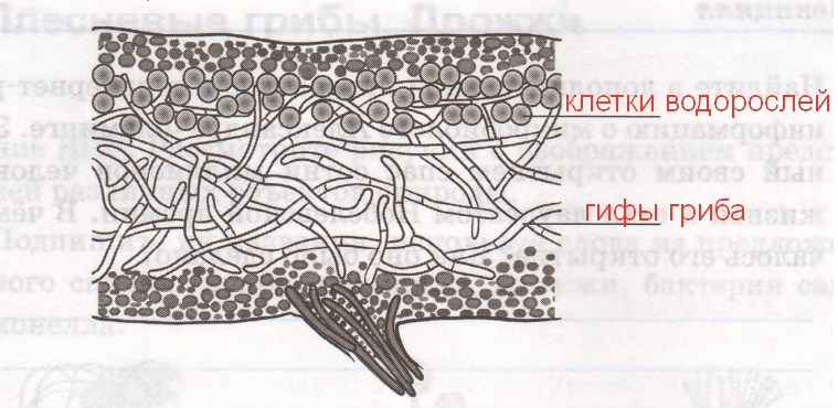 Решение рисунок 1